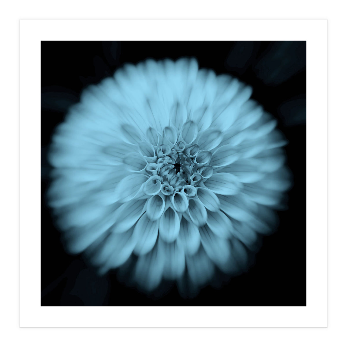 Asteraceae (Print Only)