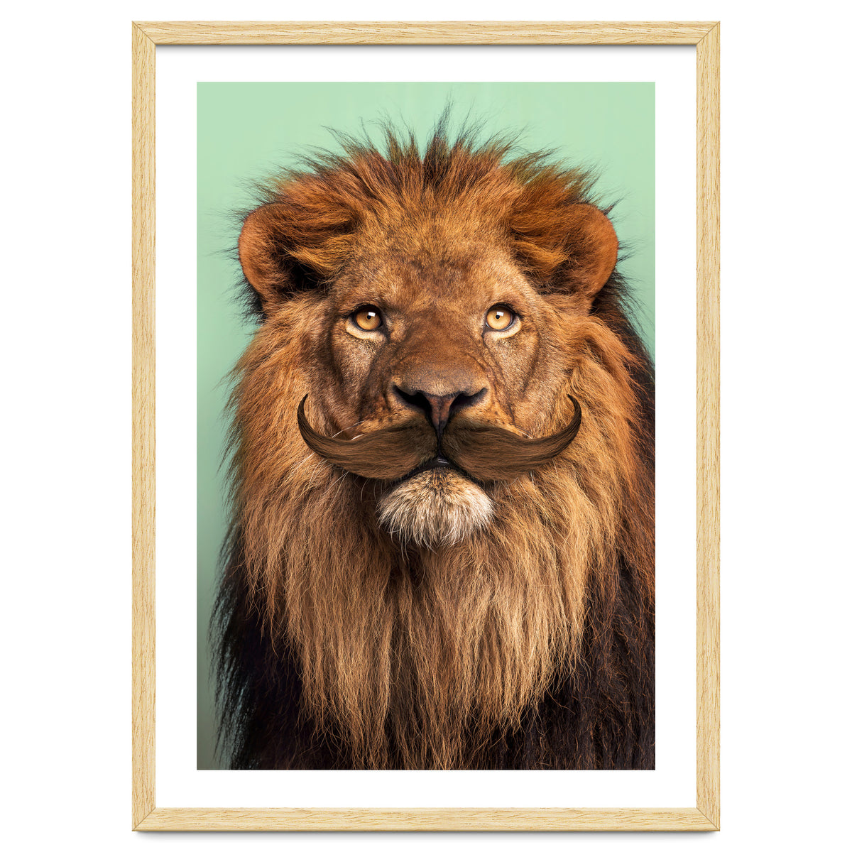 Bearded Lion