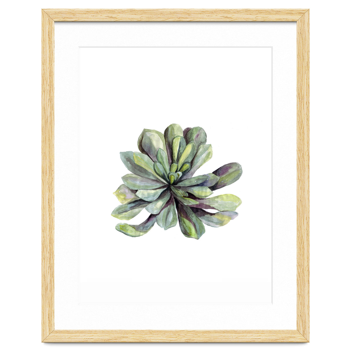 Botanical Illustration Succulent
