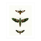 Different types of moths illustrated  (Print Only) thumbnail