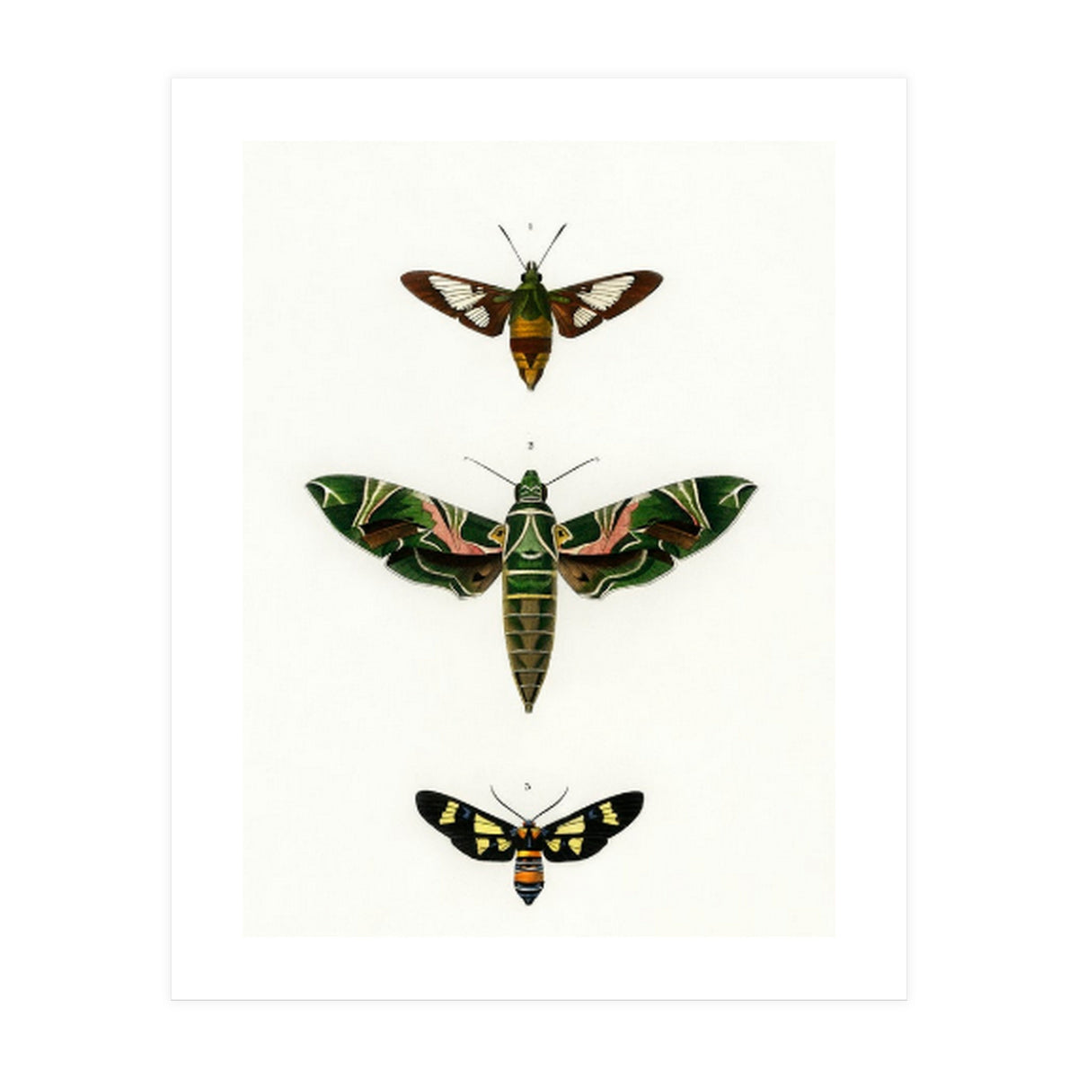 Different types of moths illustrated  (Print Only)