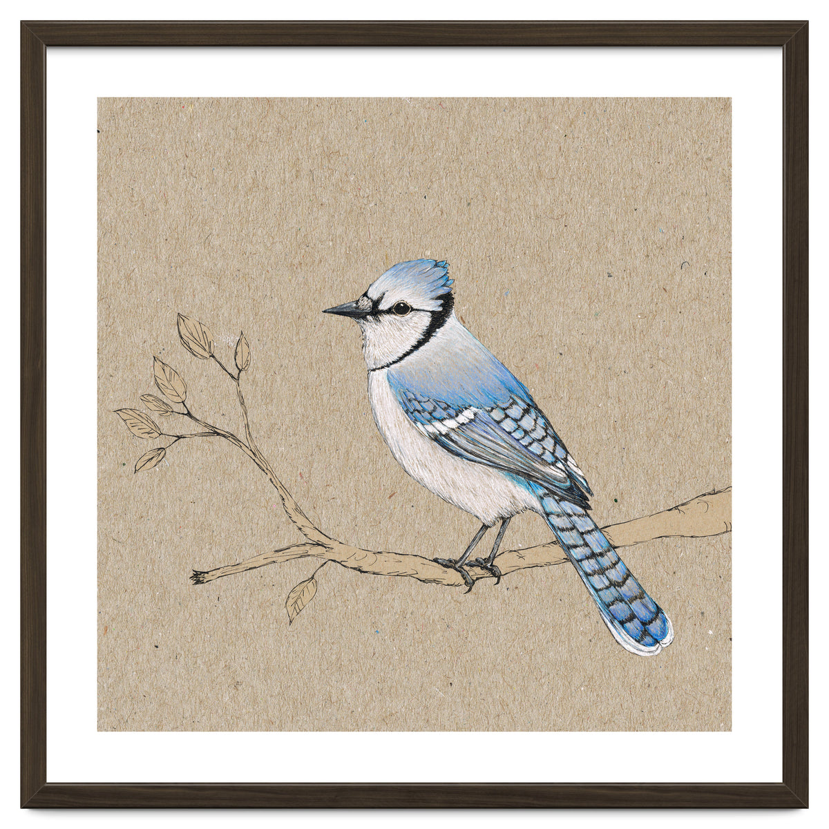Blue jay
