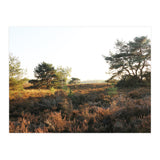 Heath landscape (Print Only) thumbnail