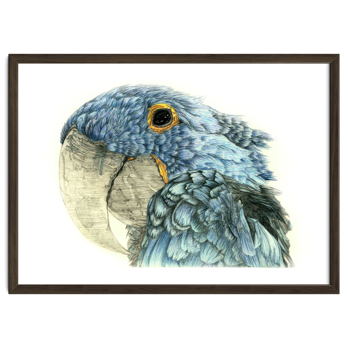 Blue Parrot