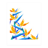Bird Of Paradise Watercolor (Print Only) thumbnail