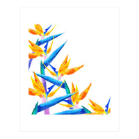 Bird Of Paradise Watercolor (Print Only)