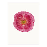 Cc Poppy 01 (Print Only) thumbnail