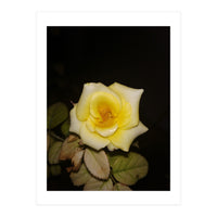 Yellow Rose (Print Only)