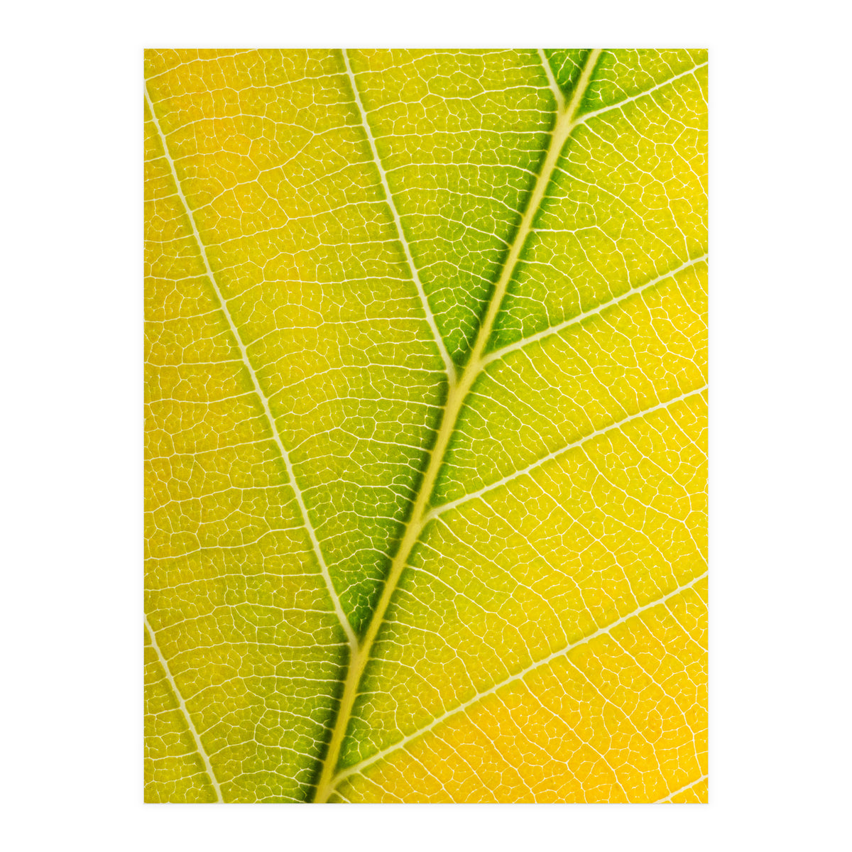 Autumn Leaf (Print Only)