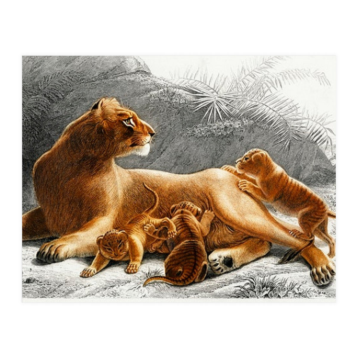 Fails Leo illustrated (Print Only)