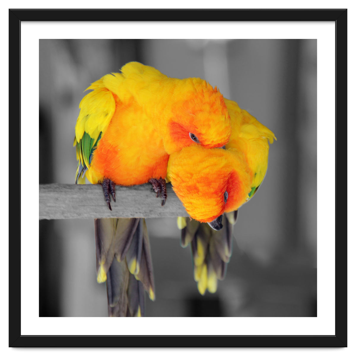 Two sun conures