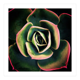 DARKSIDE OF SUCCULENTS XV (Print Only) thumbnail
