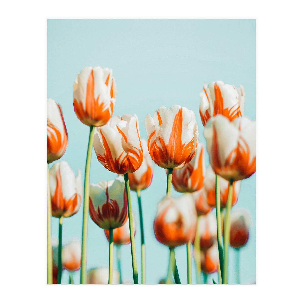 Estelle (Print Only)