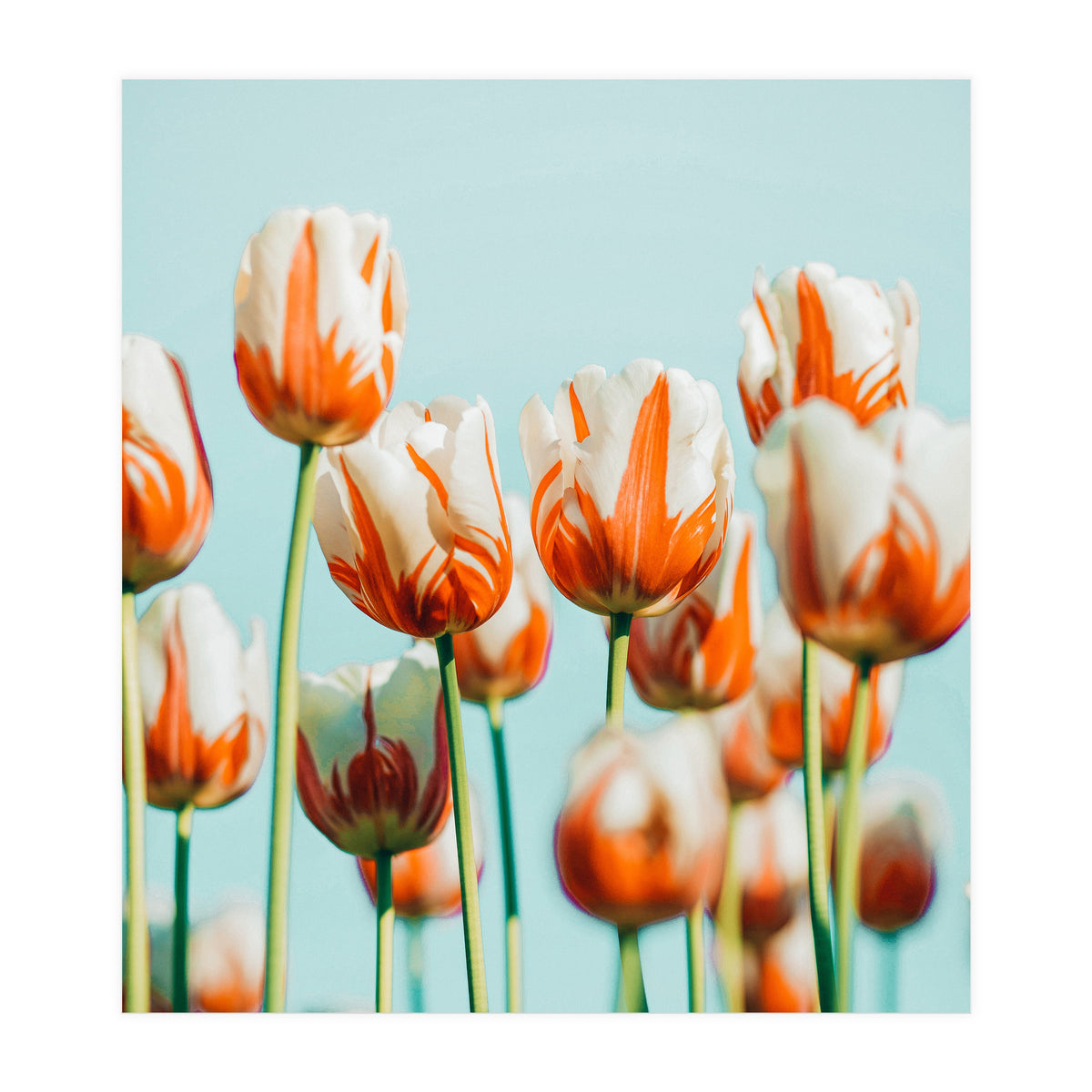 Estelle (Print Only)