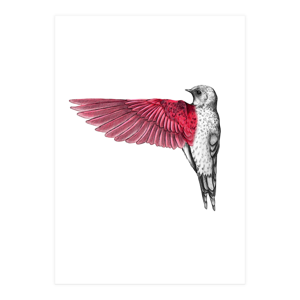 uccello rosso (Print Only)
