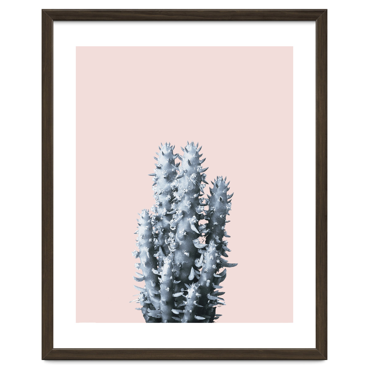 Cactus collection BL-III