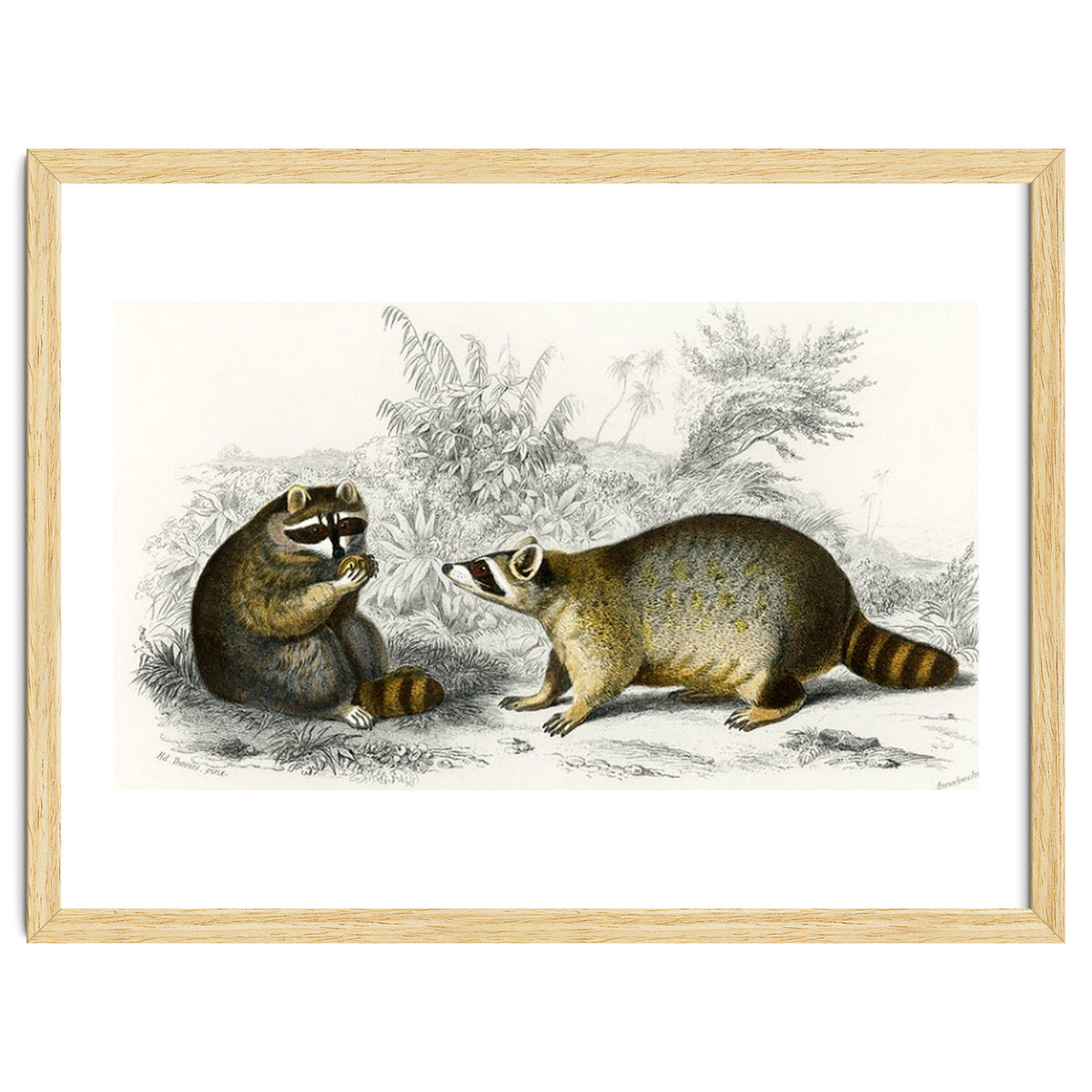 Raccoon illustrated