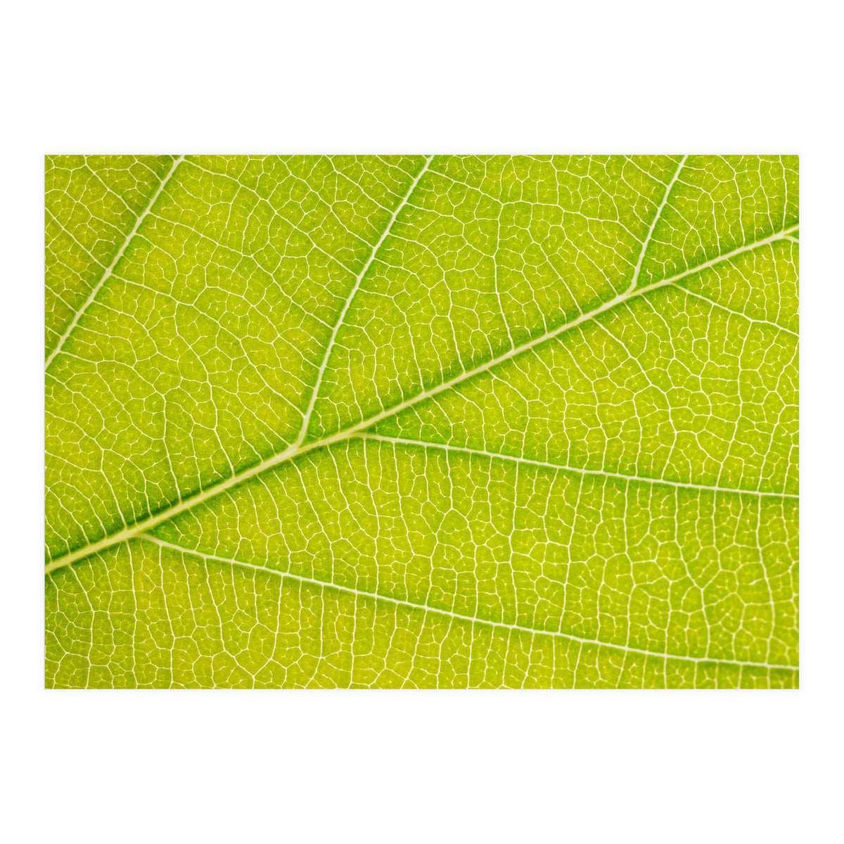 Autumn Leaf (Print Only)