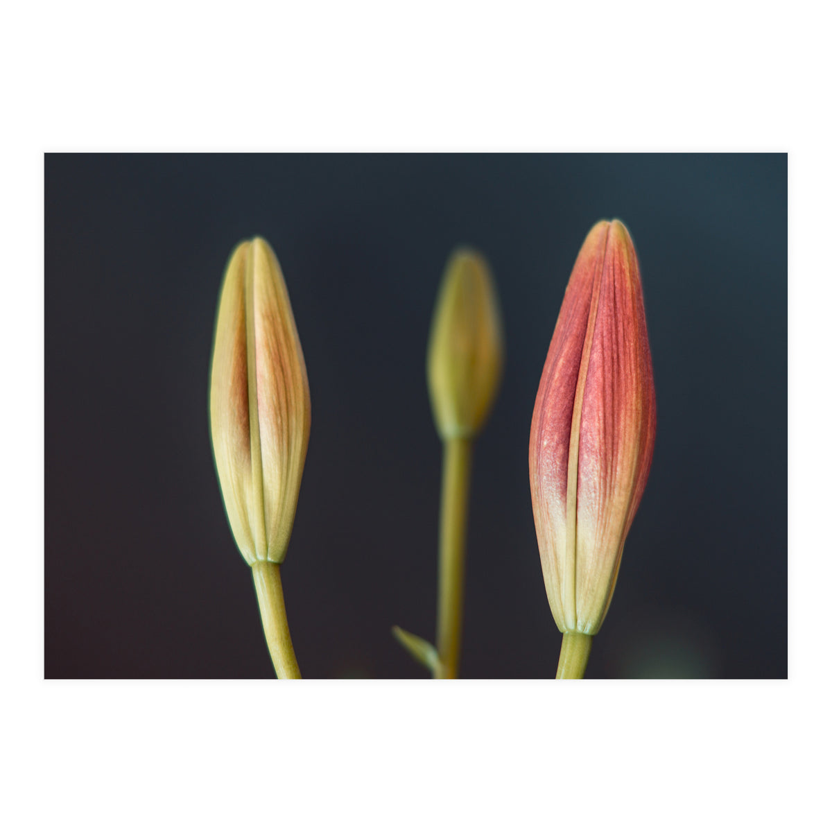 Triplets (Print Only)