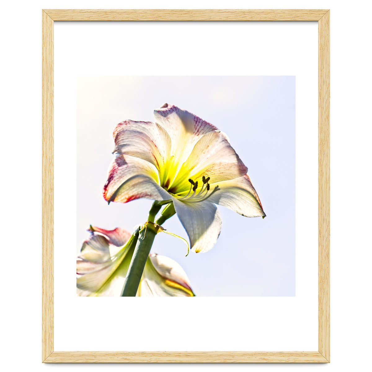 Amaryllis 2
