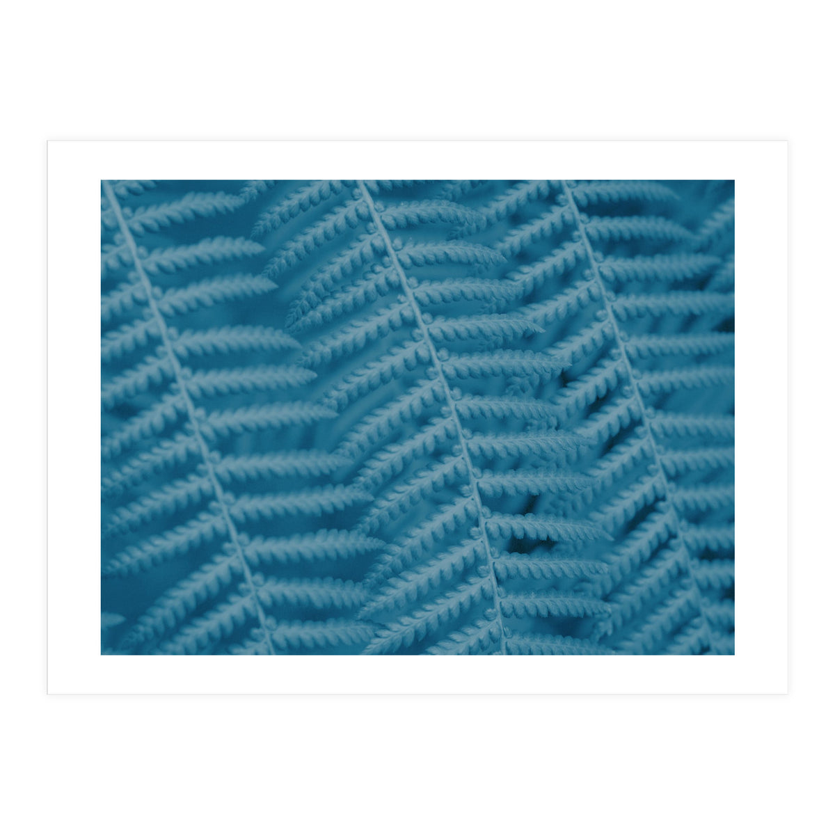 Pteridopsida 3 (Print Only)