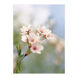 FLOWER (Print Only) thumbnail