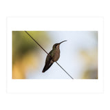Colibri from Haïti (Print Only) thumbnail