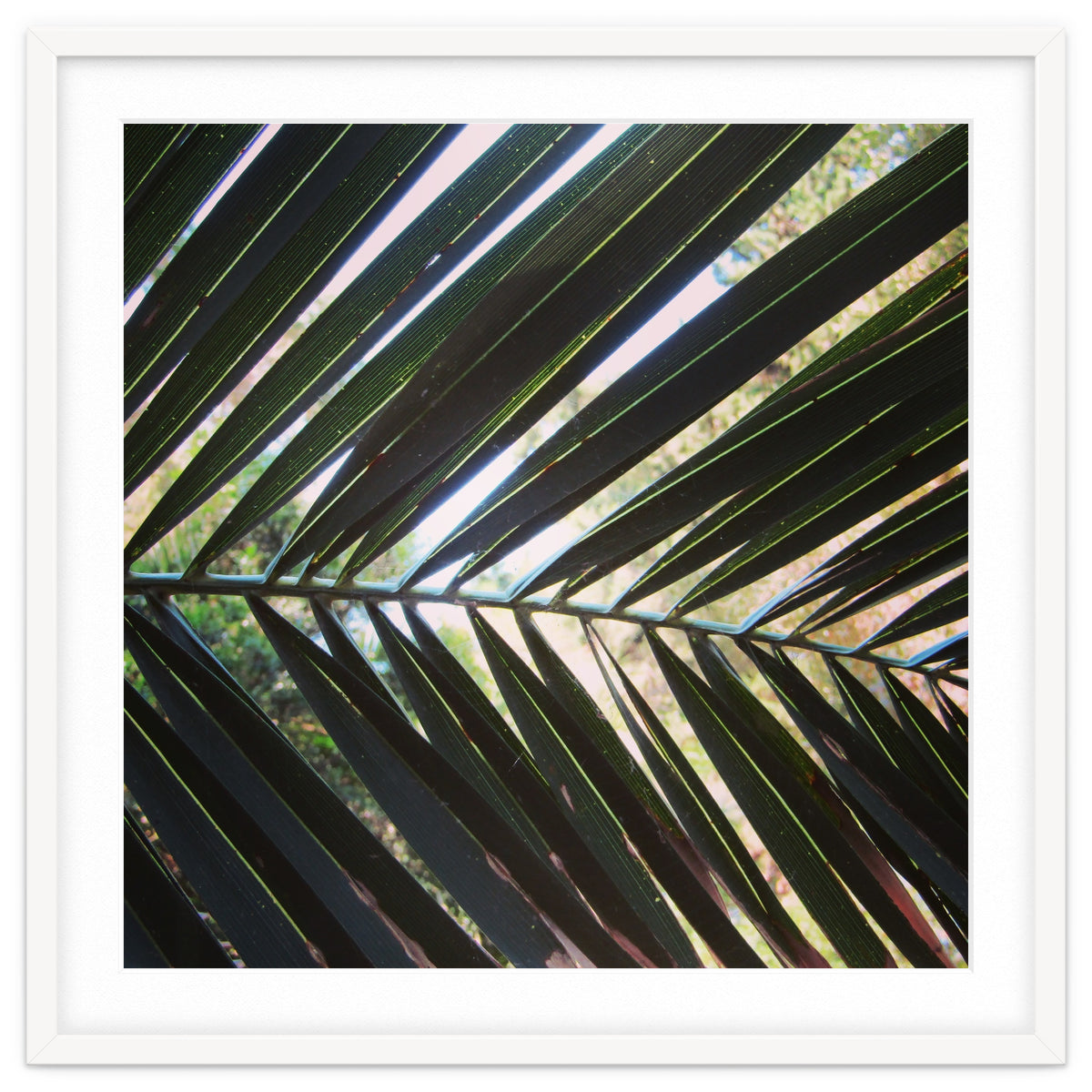 Palm leaf
