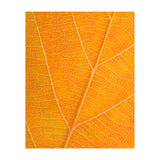 Autumn Leaf (Print Only) thumbnail