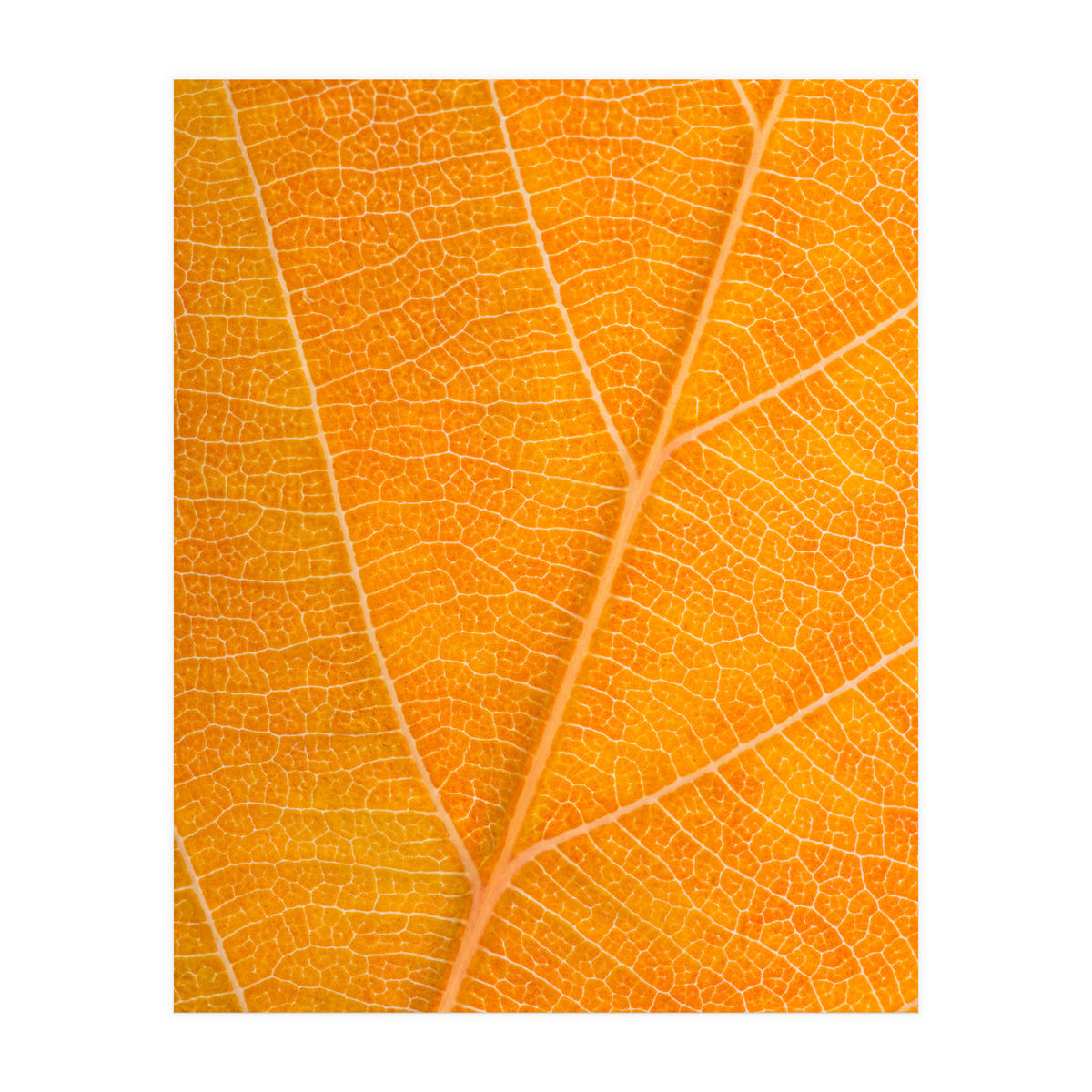 Autumn Leaf (Print Only)