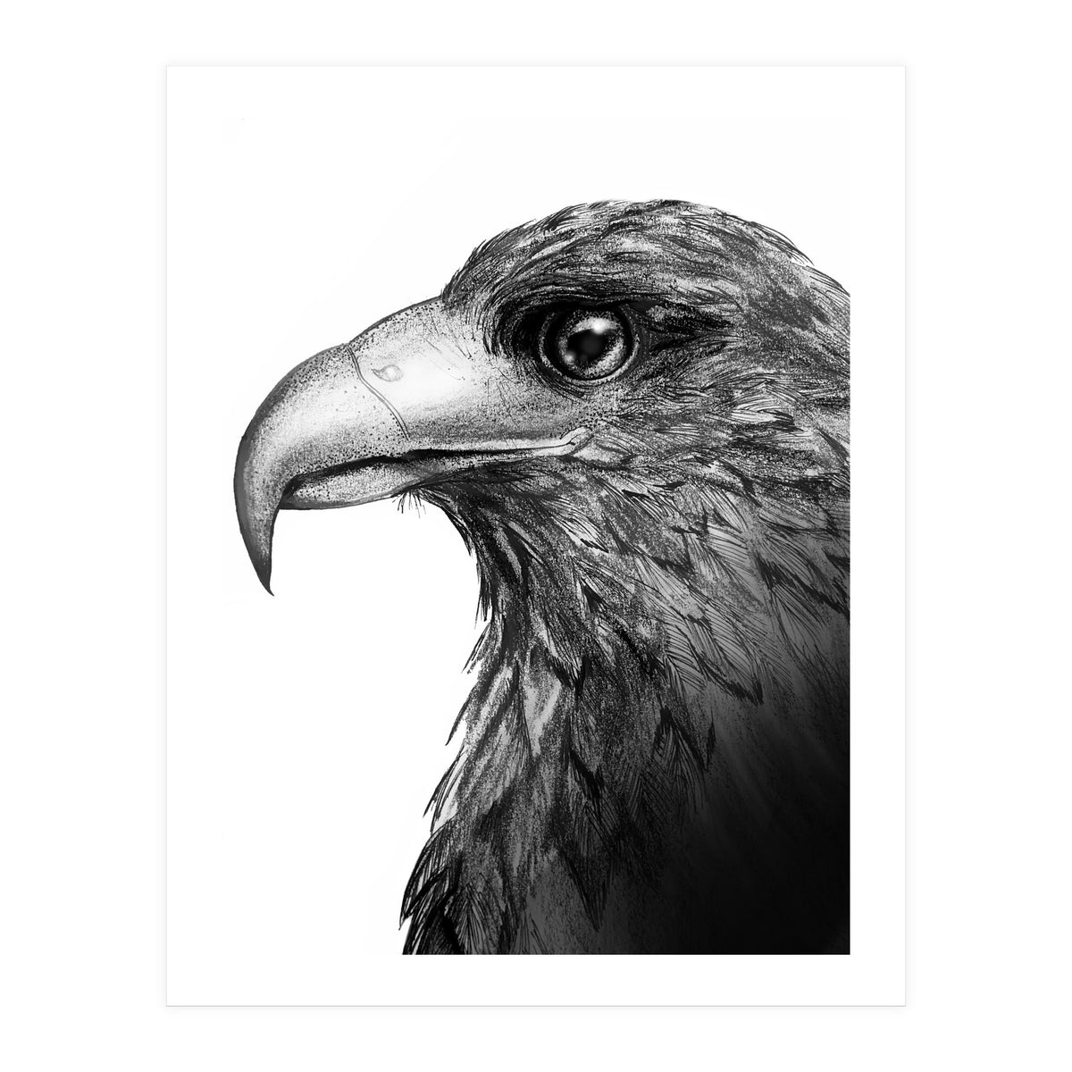 Harris's Hawk (Print Only)