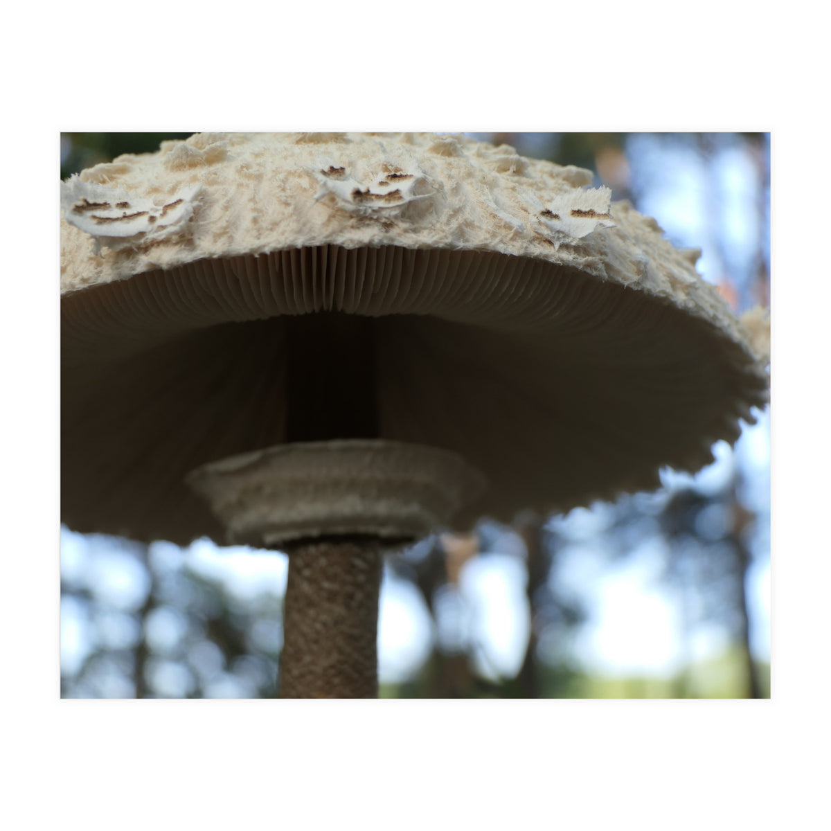 Shelter In The Woods (Print Only)