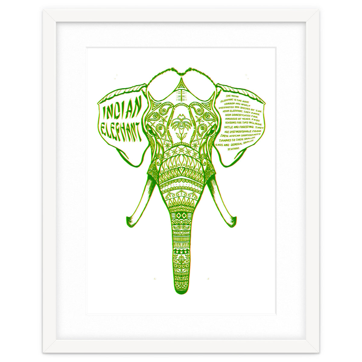 Indian Elephant