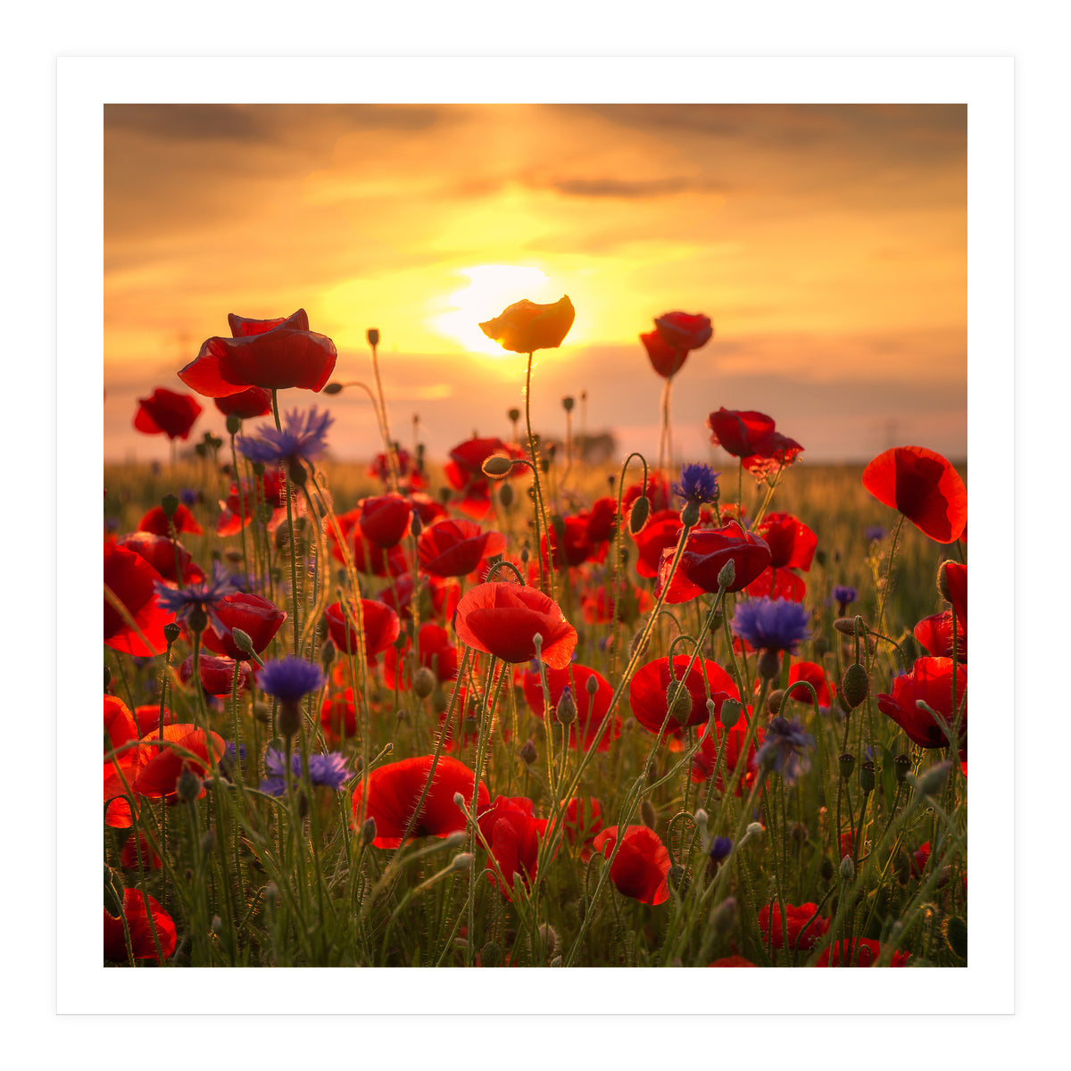 Poppies (Print Only)