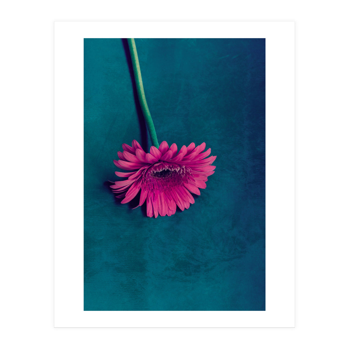 Gerbera for love (Print Only)