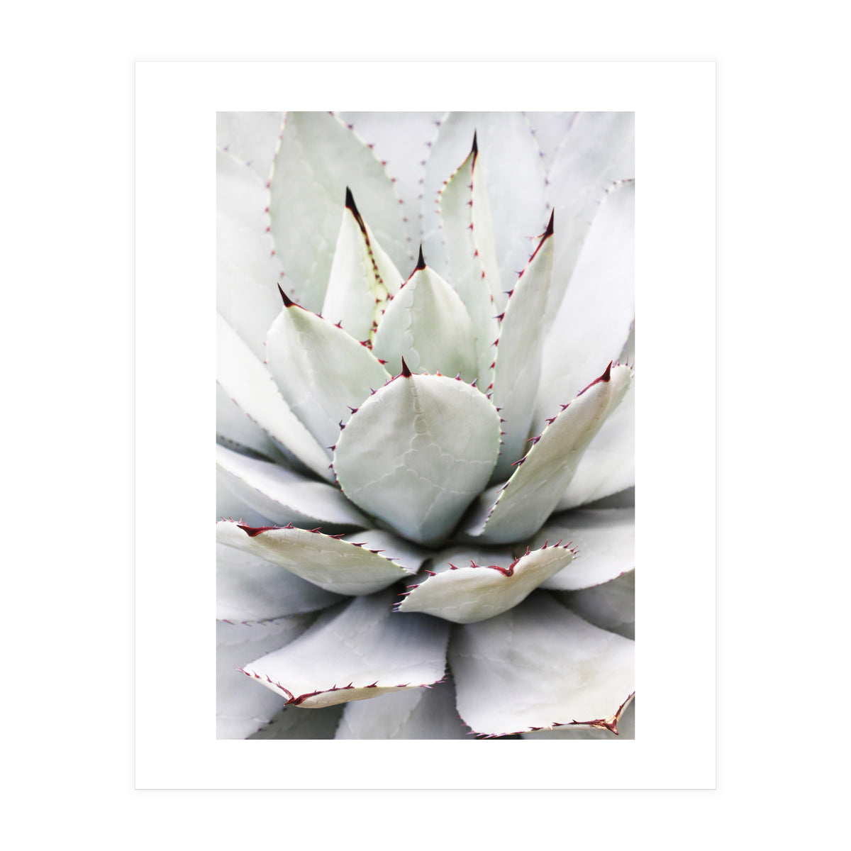 Agave plant (Print Only)