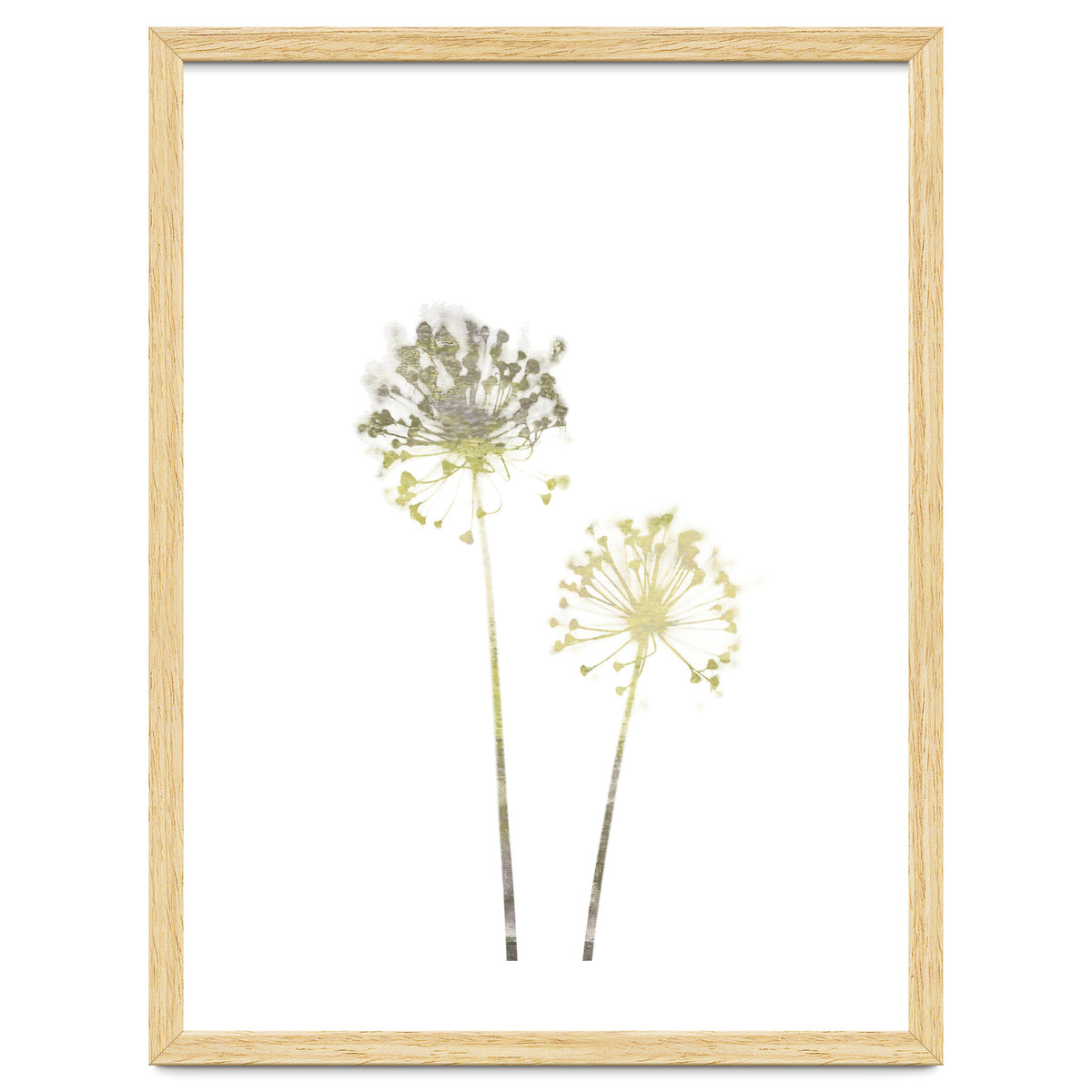 Neutral Dandelions