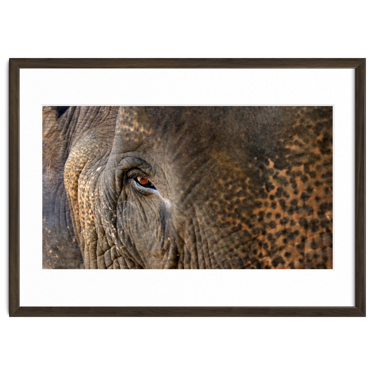 Face To Face - Elephant eye