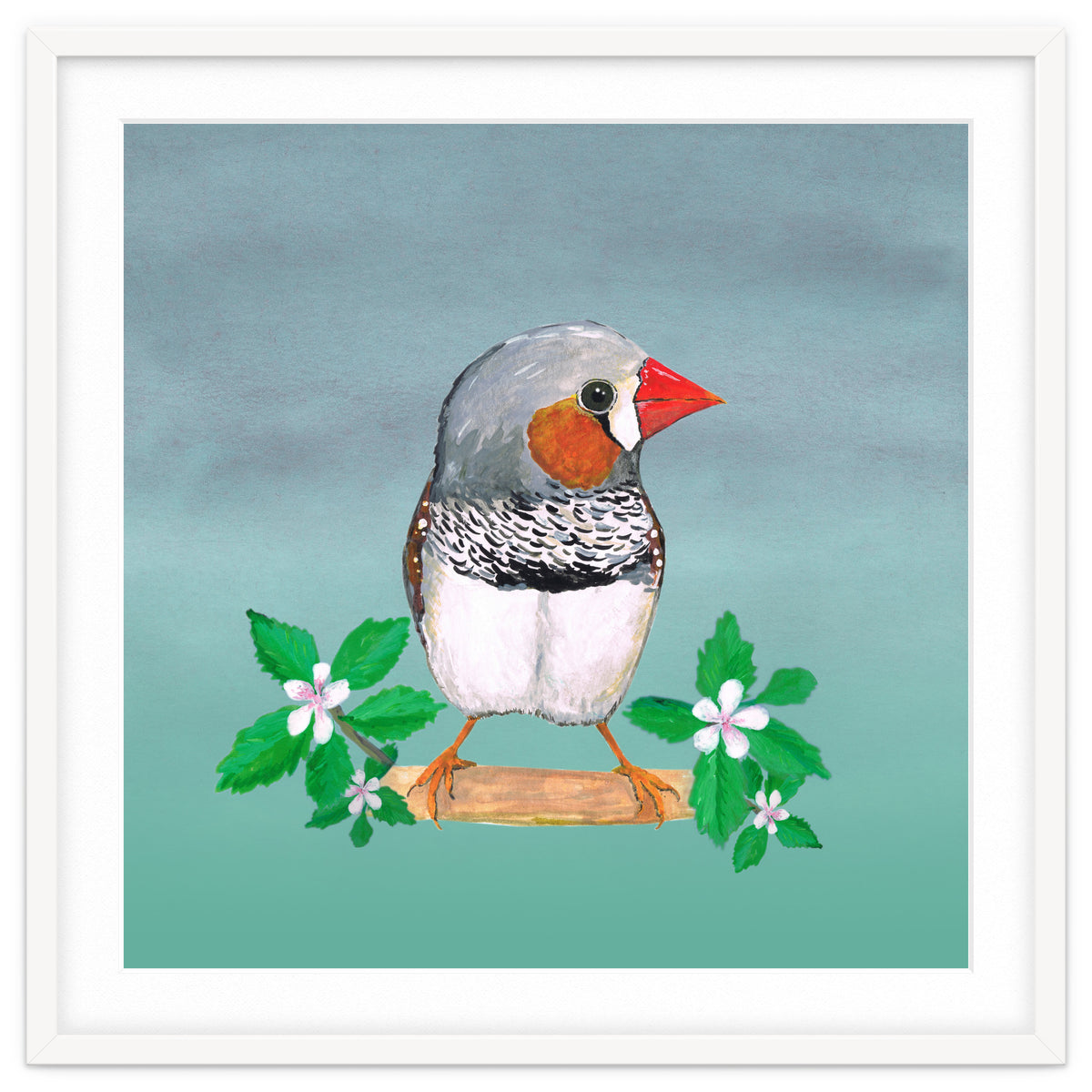 Zebra finch
