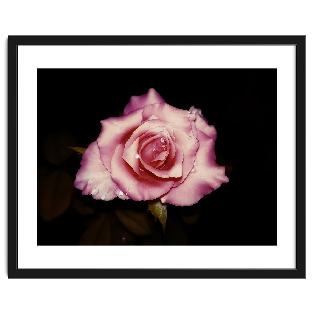 Satin Rose