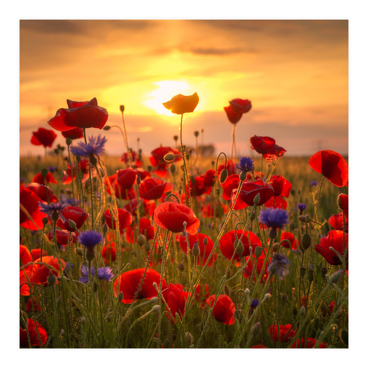 Poppies (Print Only)
