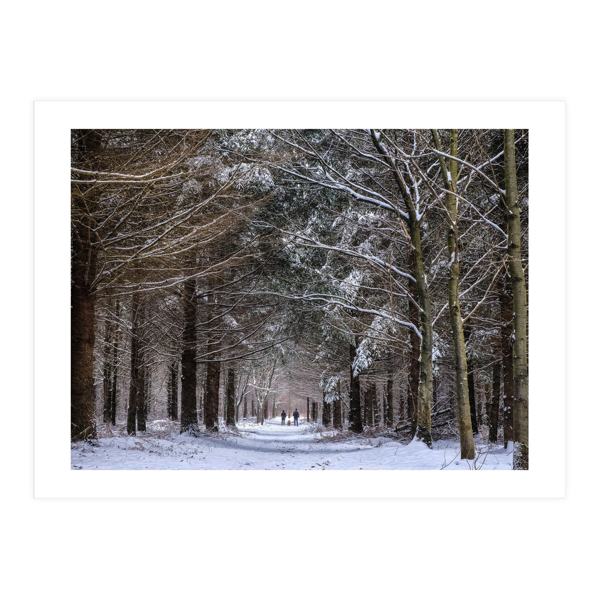 Dog Walkers in the Snow.  Heath Warren - Hampshire (Print Only)