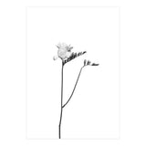 Freesia | bright design (Print Only) thumbnail