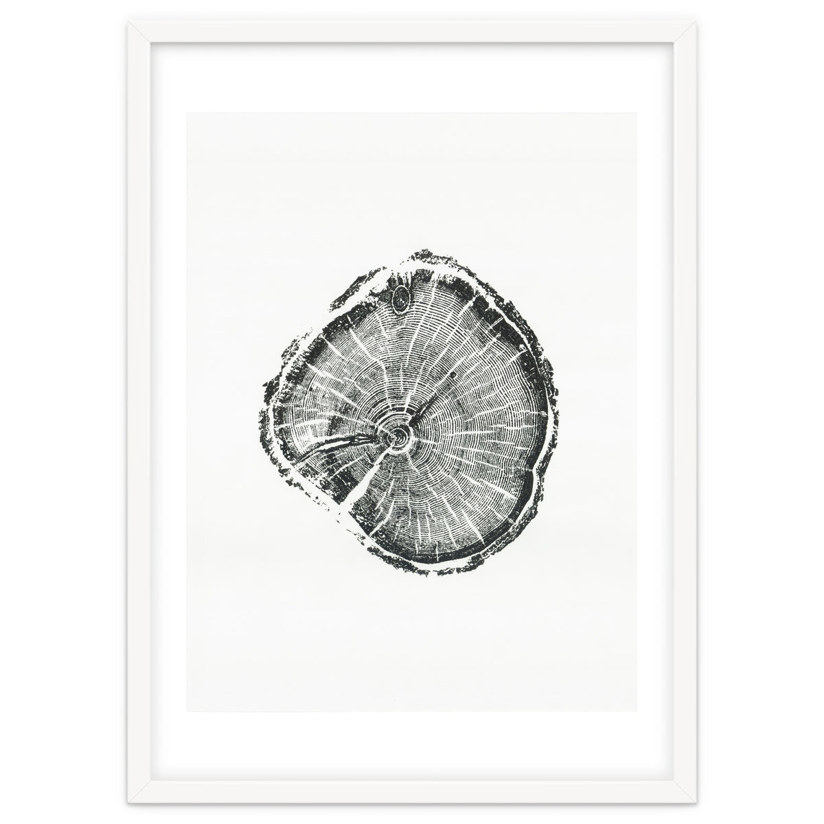 Tree Ring Print, Albion Basin, Utah, Pine Tree Print