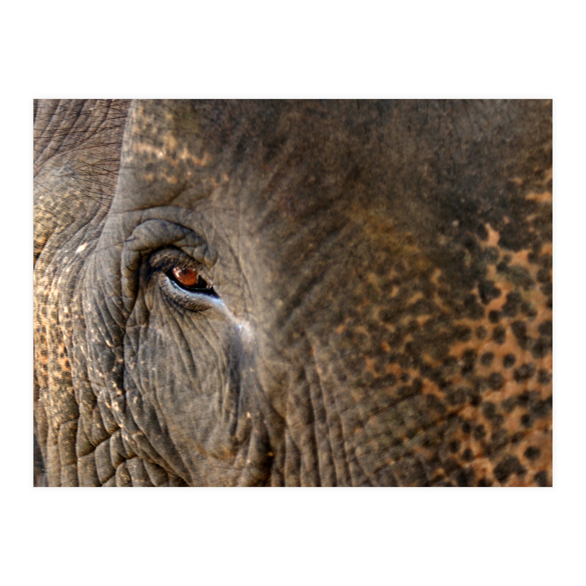 Face To Face - Elephant eye (Print Only)