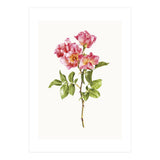 Cc Roses 02 (Print Only) thumbnail