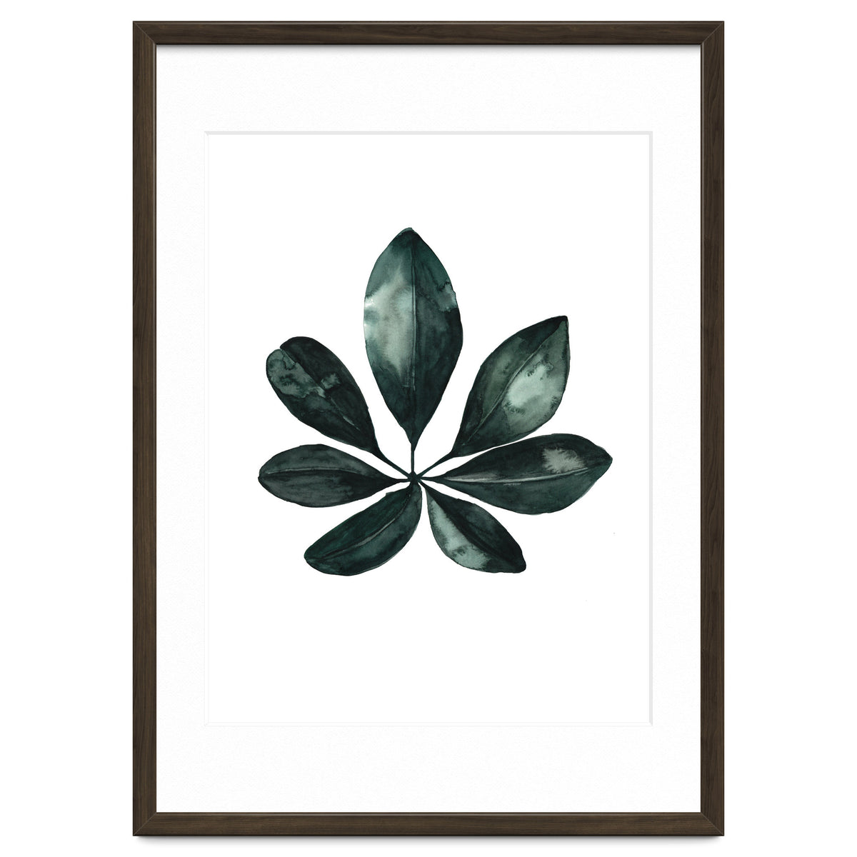 Botanical Illustration Arboricola Schefflera