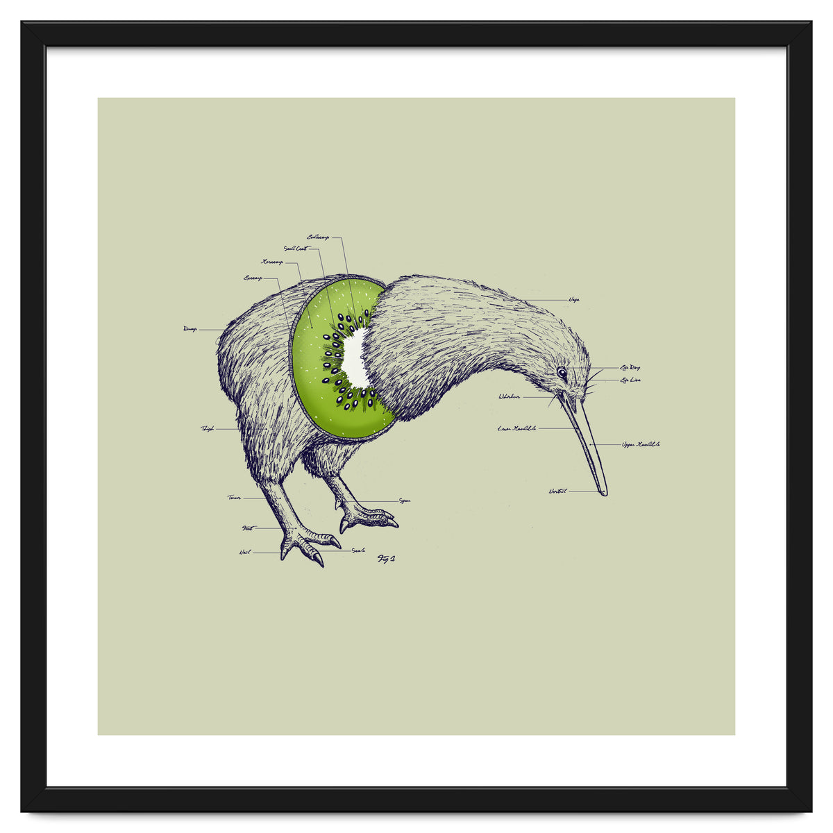 Kiwi Anatomy
