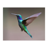 Hummingbird flying (Print Only) thumbnail