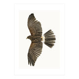 Cc Birds 09 (Print Only) thumbnail